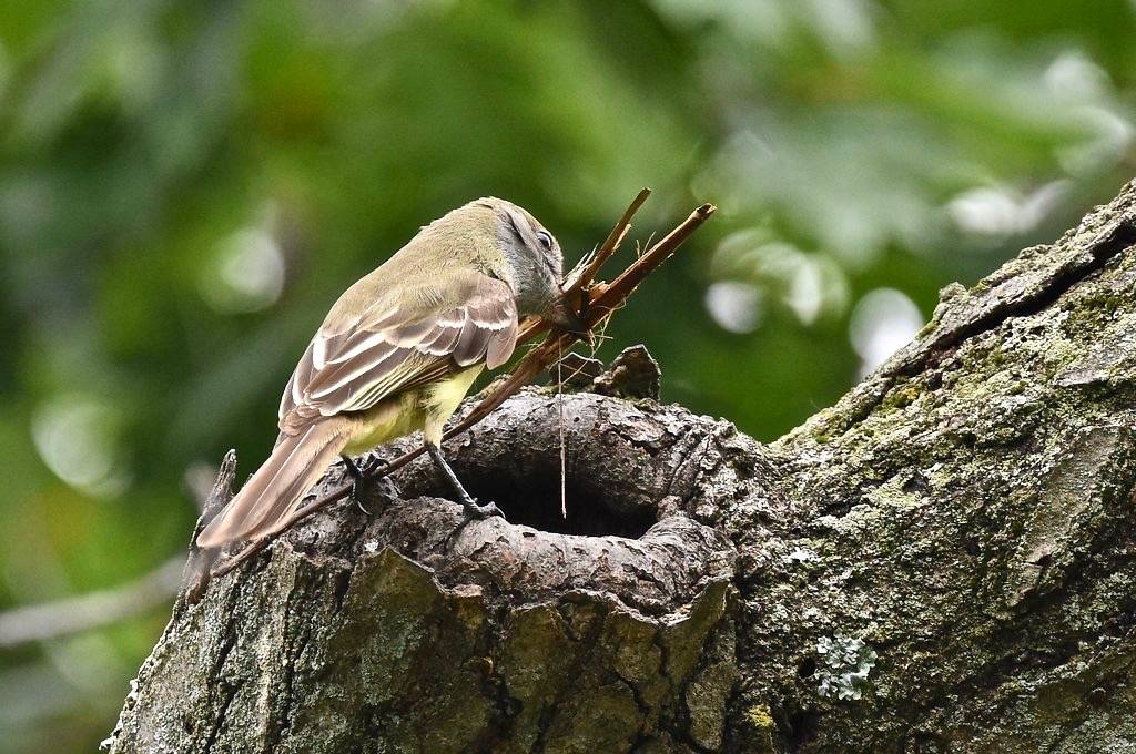 Great Crested Flycatchers working on a Nest by Wildreturn is licensed under CC BY 2.0